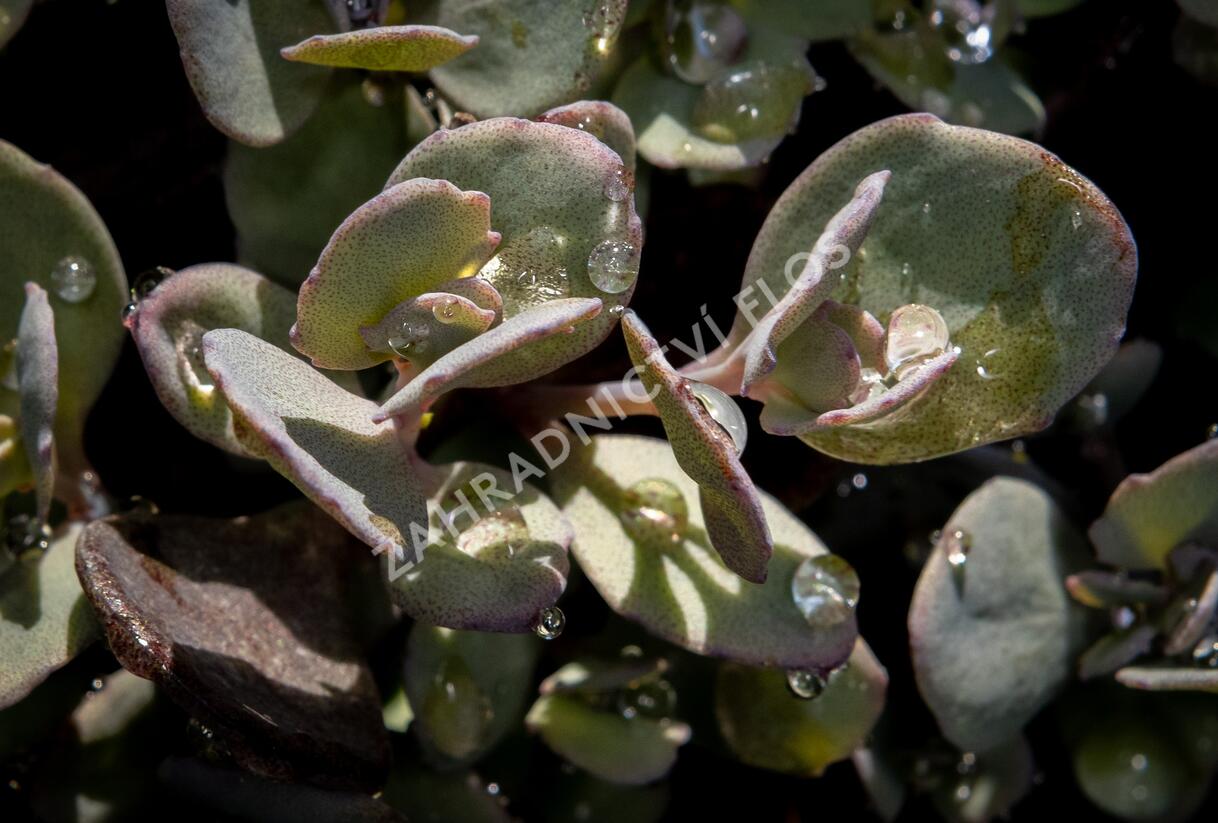 Rozchodník 'Red Sparkler' - Sedum hybridum 'Red Sparkle'