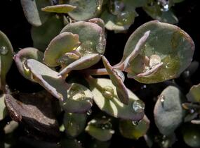Rozchodník 'Red Sparkler' - Sedum hybridum 'Red Sparkle'
