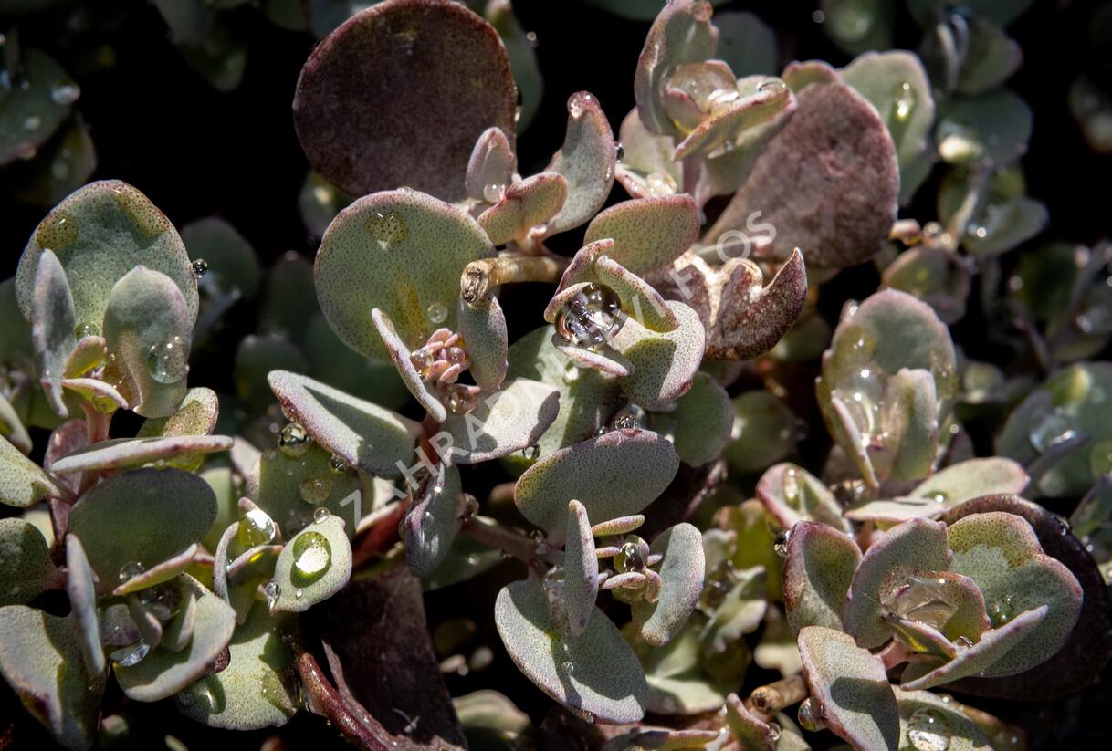 Rozchodník 'Red Sparkler' - Sedum hybridum 'Red Sparkle'
