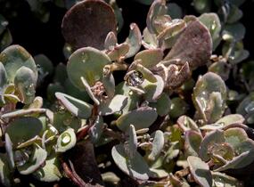 Rozchodník 'Red Sparkler' - Sedum hybridum 'Red Sparkle'
