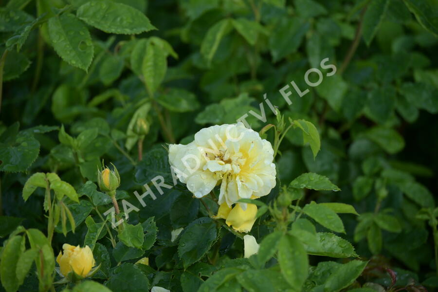Růže mnohokvětá Meilland 'Yellow Meilove' - Rosa MK 'Yellow Meilove' ('Anny Duperey')