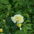 Růže mnohokvětá Meilland 'Yellow Meilove' - Rosa MK 'Yellow Meilove' ('Anny Duperey')