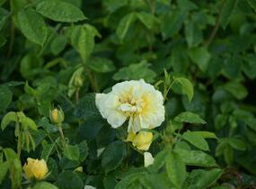 Růže mnohokvětá Meilland 'Yellow Meilove' - Rosa MK 'Yellow Meilove' ('Anny Duperey')