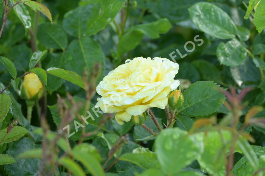 Růže mnohokvětá Meilland 'Yellow Meilove' - Rosa MK 'Yellow Meilove' ('Anny Duperey')