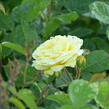 Růže mnohokvětá Meilland 'Yellow Meilove' - Rosa MK 'Yellow Meilove' ('Anny Duperey')
