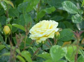 Růže mnohokvětá Meilland 'Yellow Meilove' - Rosa MK 'Yellow Meilove' ('Anny Duperey')