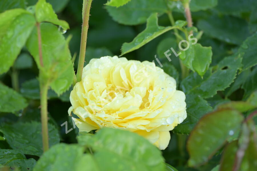 Růže mnohokvětá Meilland 'Yellow Meilove' - Rosa MK 'Yellow Meilove' ('Anny Duperey')