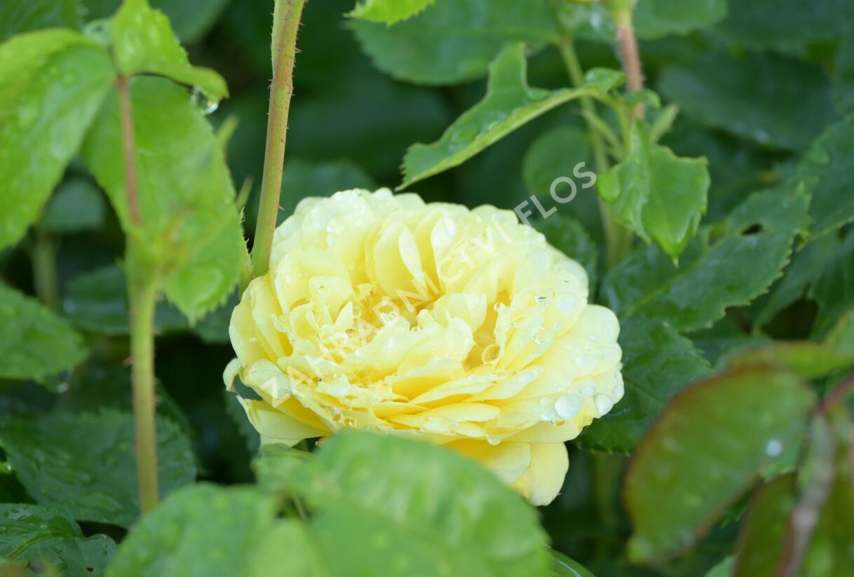 Růže mnohokvětá Meilland 'Yellow Meilove' - Rosa MK 'Yellow Meilove' ('Anny Duperey')