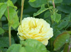 Růže mnohokvětá Meilland 'Yellow Meilove' - Rosa MK 'Yellow Meilove' ('Anny Duperey')