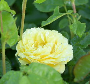Růže mnohokvětá Meilland 'Yellow Meilove' - Rosa MK 'Yellow Meilove' ('Anny Duperey')