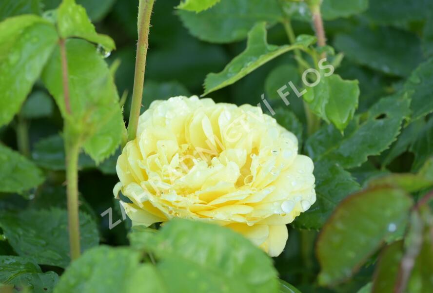 Růže mnohokvětá Meilland 'Yellow Meilove' - Rosa MK 'Yellow Meilove' ('Anny Duperey')