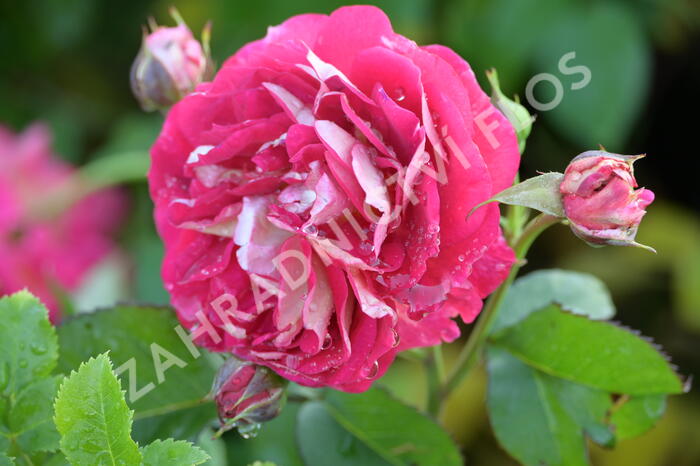 Růže mnohokvětá Kordes 'Die Sehenswerte' - Rosa MK 'Die Sehenswerte'