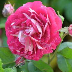 Růže mnohokvětá Kordes 'Die Sehenswerte' - Rosa MK 'Die Sehenswerte'