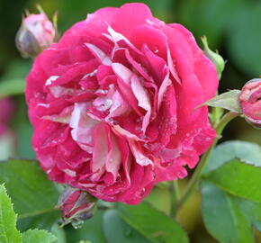 Růže mnohokvětá Kordes 'Die Sehenswerte' - Rosa MK 'Die Sehenswerte'