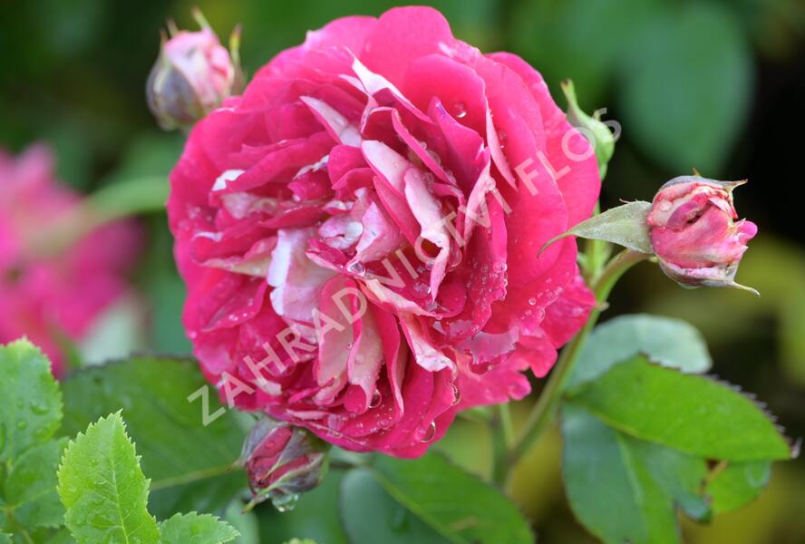 Růže mnohokvětá Kordes 'Die Sehenswerte' - Rosa MK 'Die Sehenswerte'