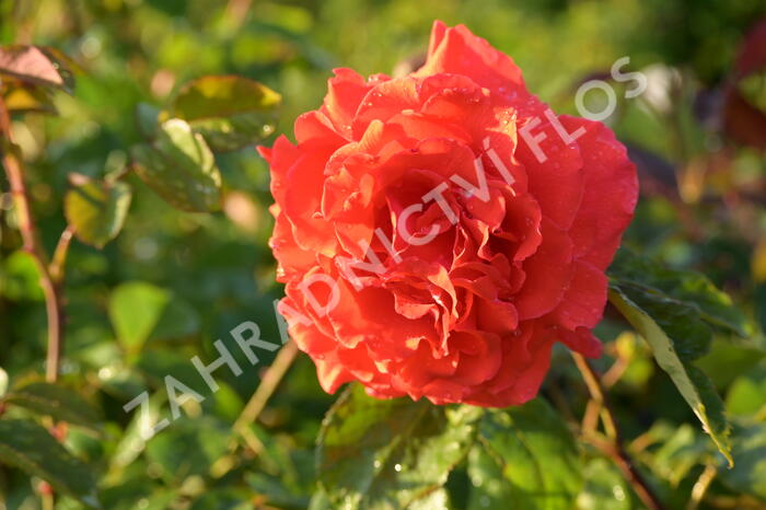 Růže velkokvětá Tantau 'Duftwolke' - Rosa VK 'Duftwolke'