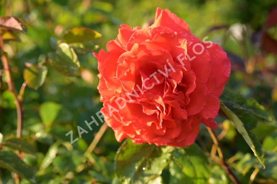 Růže velkokvětá Tantau 'Duftwolke' - Rosa VK 'Duftwolke'