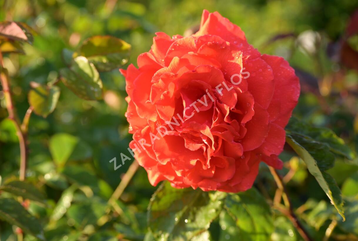 Růže velkokvětá Tantau 'Duftwolke' - Rosa VK 'Duftwolke'