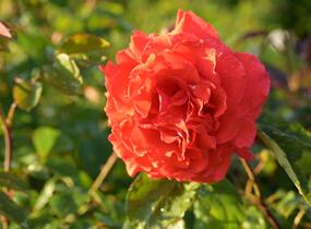 Růže velkokvětá Tantau 'Duftwolke' - Rosa VK 'Duftwolke'