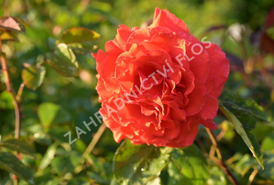 Růže velkokvětá Tantau 'Duftwolke' - Rosa VK 'Duftwolke'