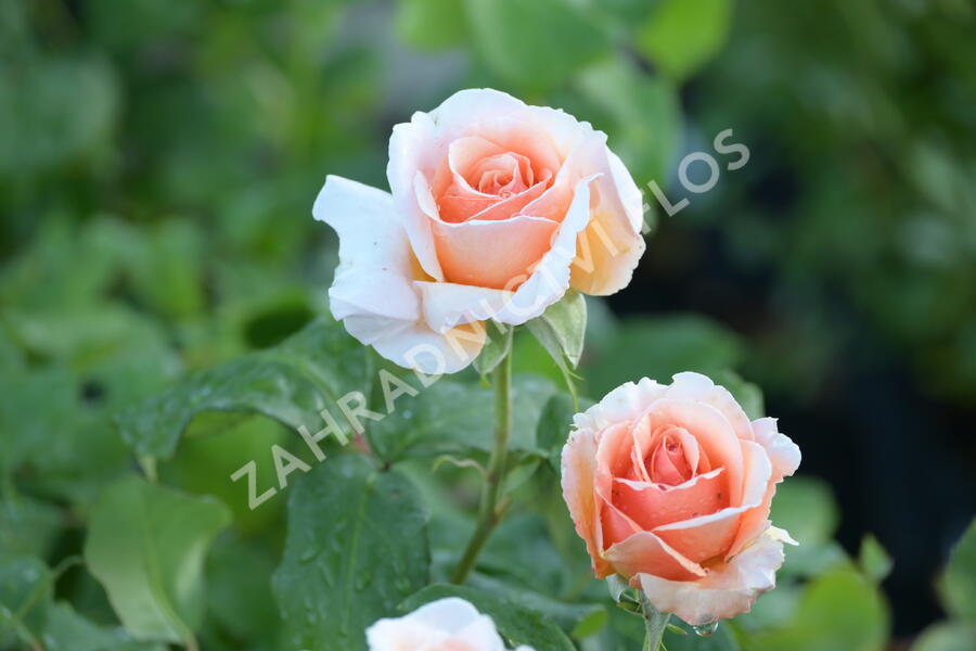Růže velkokvětá Tantau 'Duftwolke' - Rosa VK 'Duftwolke'