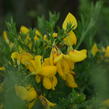 Janovec metlatý - Cytisus scoparius