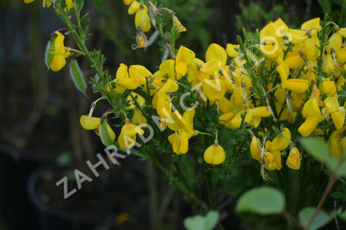 Janovec metlatý - Cytisus scoparius