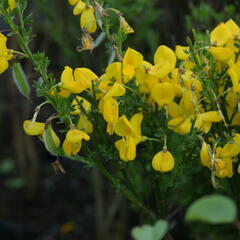 Janovec metlatý - Cytisus scoparius