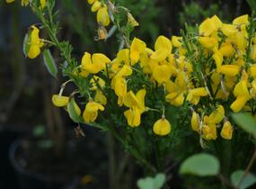Janovec metlatý - Cytisus scoparius