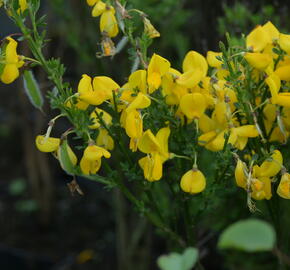 Janovec metlatý - Cytisus scoparius