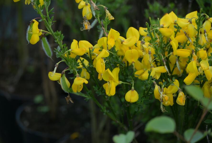Janovec metlatý - Cytisus scoparius
