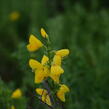 Janovec metlatý - Cytisus scoparius