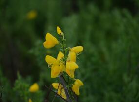 Janovec metlatý - Cytisus scoparius