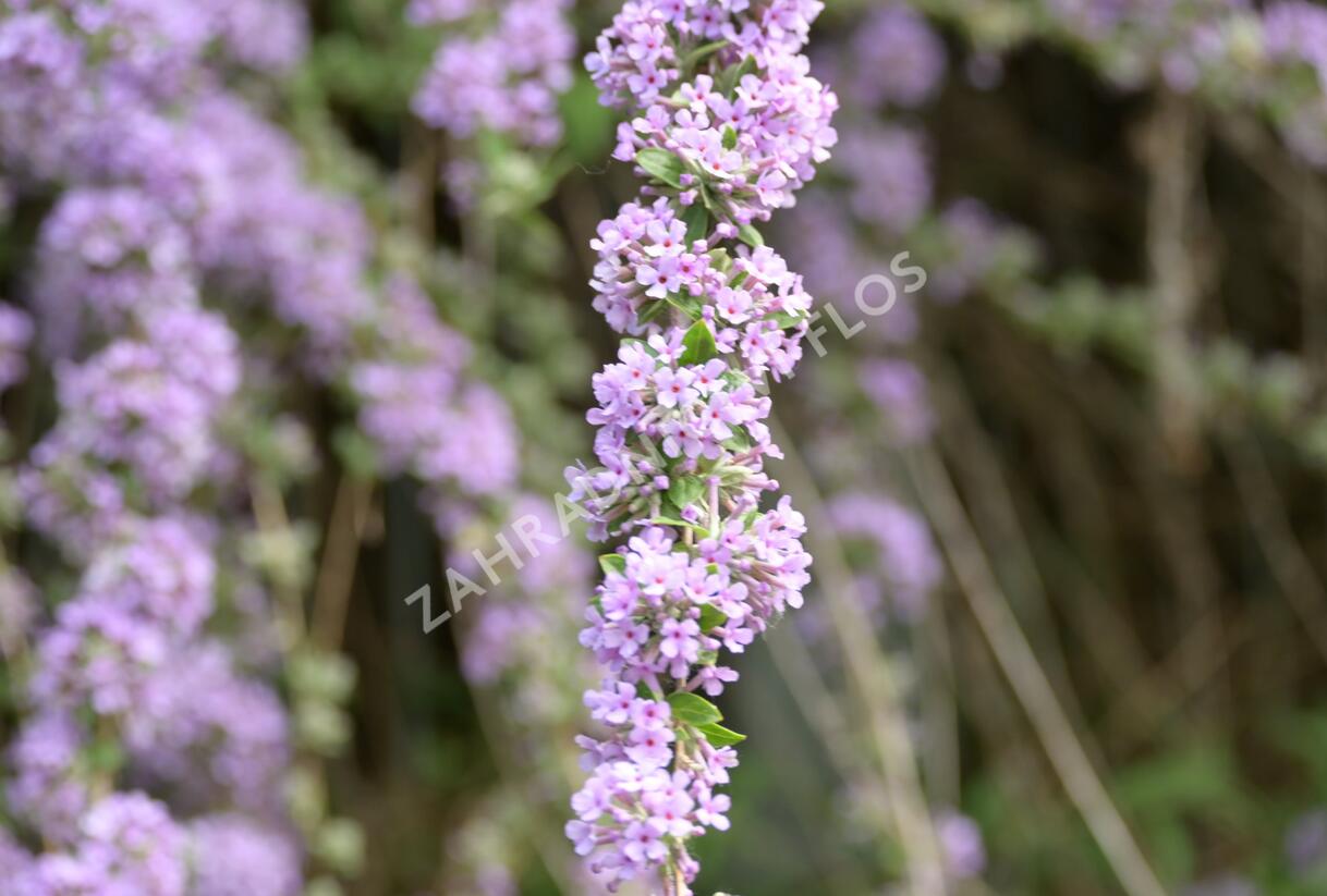 Motýlí keř, Komule střidavolistá - Buddleja alternifolia