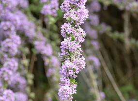 Motýlí keř, Komule střidavolistá - Buddleja alternifolia