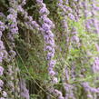 Motýlí keř, Komule střidavolistá - Buddleja alternifolia