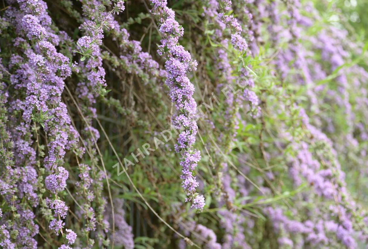Motýlí keř, Komule střidavolistá - Buddleja alternifolia
