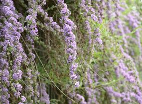 Motýlí keř, Komule střidavolistá - Buddleja alternifolia