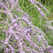 Motýlí keř, Komule střidavolistá - Buddleja alternifolia