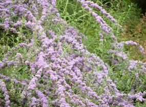 Motýlí keř, Komule střidavolistá - Buddleja alternifolia