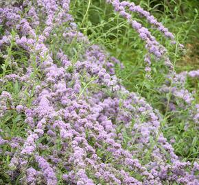 Motýlí keř, Komule střidavolistá - Buddleja alternifolia