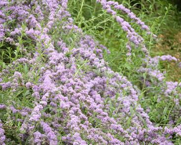 Motýlí keř, Komule střidavolistá