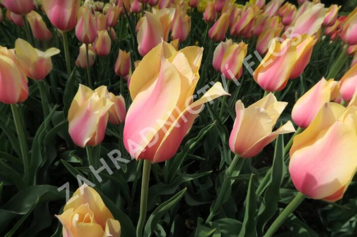 Tulipán 'Blushing Beauty' - Tulipa 'Blushing Beauty'