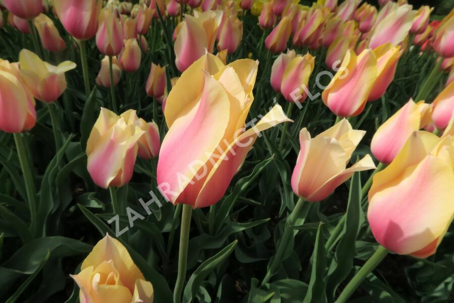 Tulipán 'Blushing Beauty' - Tulipa 'Blushing Beauty'