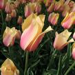 Tulipán 'Blushing Beauty' - Tulipa 'Blushing Beauty'