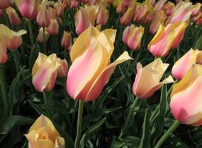 Tulipán 'Blushing Beauty' - Tulipa 'Blushing Beauty'