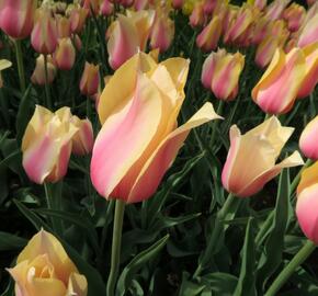 Tulipán 'Blushing Beauty' - Tulipa 'Blushing Beauty'