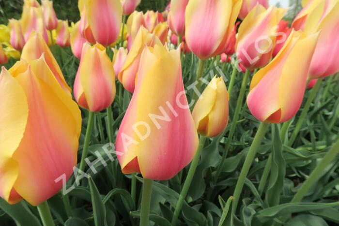 Tulipán 'Blushing Beauty' - Tulipa 'Blushing Beauty'