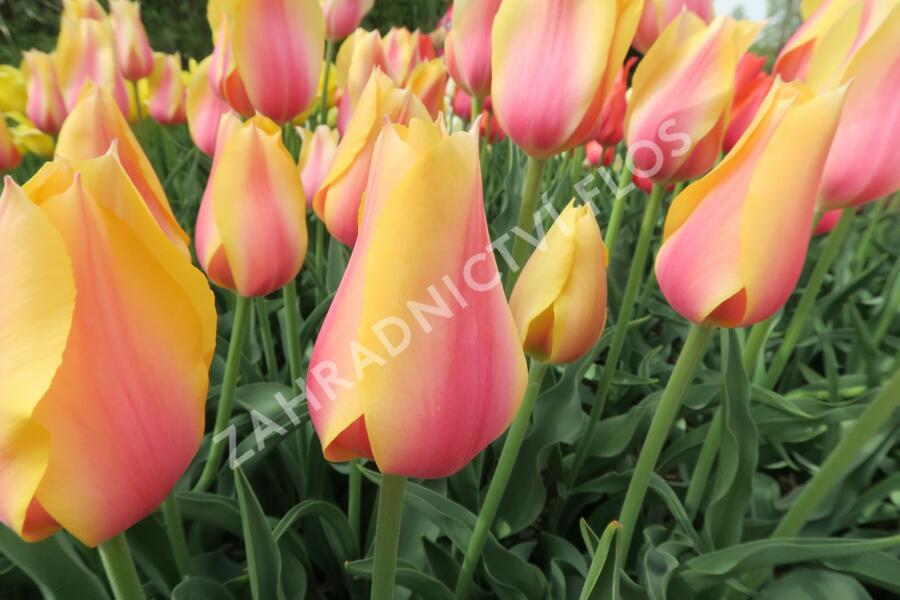Tulipán 'Blushing Beauty' - Tulipa 'Blushing Beauty'