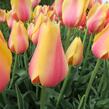 Tulipán 'Blushing Beauty' - Tulipa 'Blushing Beauty'